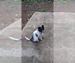 Small Photo #4 Border Collie Puppy For Sale in OAK HARBOR, WA, USA