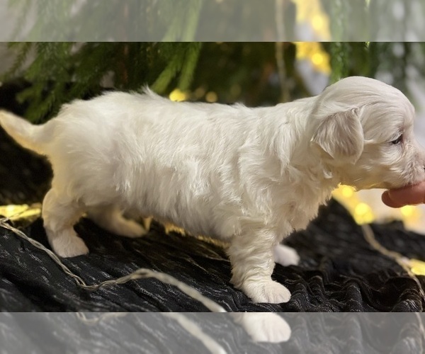 Medium Photo #4 Maltese Puppy For Sale in ROCK STREAM, NY, USA