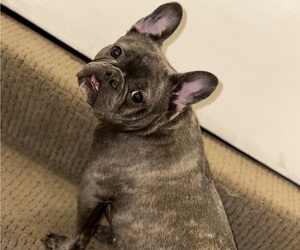 Mother of the French Bulldog puppies born on 11/13/2025