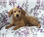 Small Photo #17 Aussiedoodle Puppy For Sale in LAKELAND, FL, USA