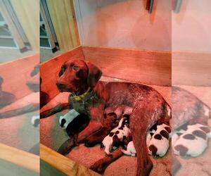 Mother of the German Shorthaired Pointer puppies born on 02/26/2022