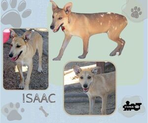 Mutt Dogs for adoption in Lindsay, CA, USA
