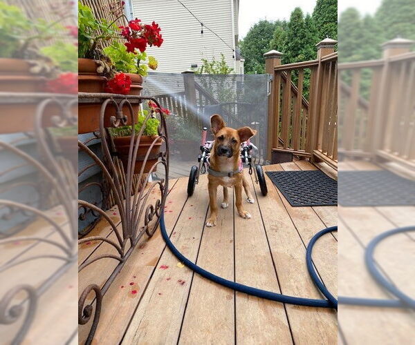 Medium Photo #6 Mutt Puppy For Sale in Plainfield, IL, USA