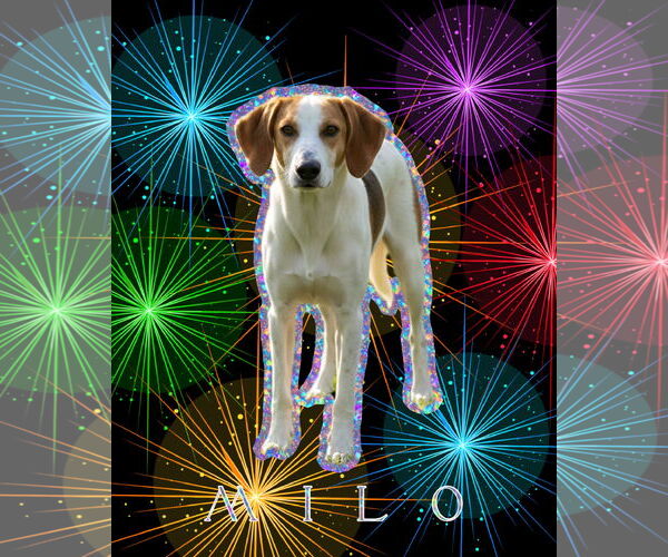 Medium Photo #3  Puppy For Sale in , 