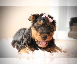 Airedale Terrier Puppy for Sale in EWING, Illinois USA