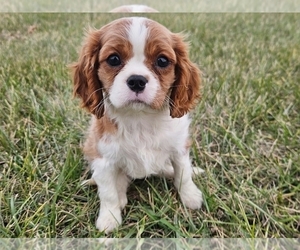 Cavalier King Charles Spaniel Puppy for sale in PROVIDENCE, RI, USA