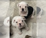 Small Photo #13 English Bulldog Puppy For Sale in WEEKI WACHEE, FL, USA