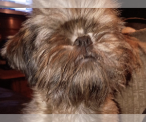 Shih Tzu Dogs for adoption in San Ramon, CA, USA