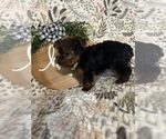 Small Photo #4 Yorkshire Terrier Puppy For Sale in BARNETT, MO, USA