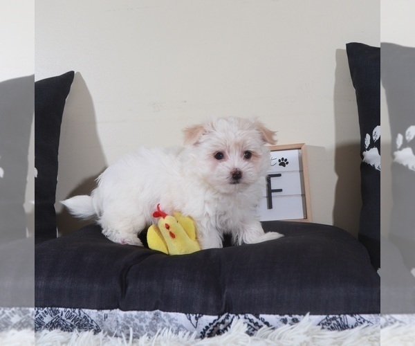 Medium Photo #1 Havanese Puppy For Sale in MOUNT VERNON, OH, USA