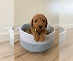 Puppy 8 Goldendoodle (Miniature)