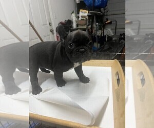 French Bulldog Puppy for Sale in OAKLAND, California USA