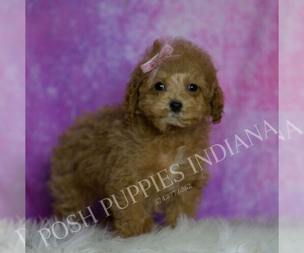 Medium Photo #50 Maltipoo (Miniature) Puppy For Sale in WARSAW, IN, USA