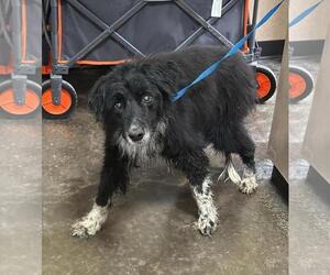 Border Collie-English Setter Mix Dogs for adoption in Rockwall, TX, USA