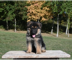 German Shepherd Dog Puppy for sale in MILLERSBURG, OH, USA