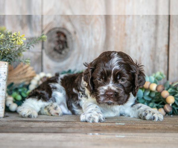 Medium Photo #1 Cocker Spaniel Puppy For Sale in BALTIC, OH, USA