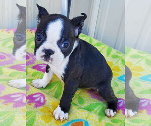 Boston Terrier Dogs for adoption in Mountain View, MO, USA