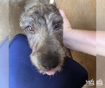 Small Photo #4 Airedale Terrier-Unknown Mix Puppy For Sale in Washington, DC, USA