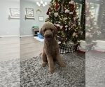 Small Photo #1 Goldendoodle Puppy For Sale in RAYMORE, MO, USA
