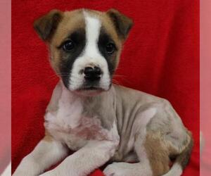 Mutt Dogs for adoption in Thief River Falls, MN, USA