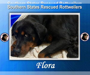 Rottweiler Dogs for adoption in White Hall, AR, USA