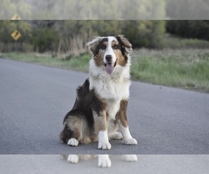 Mother of the Australian Shepherd puppies born on 12/16/2022