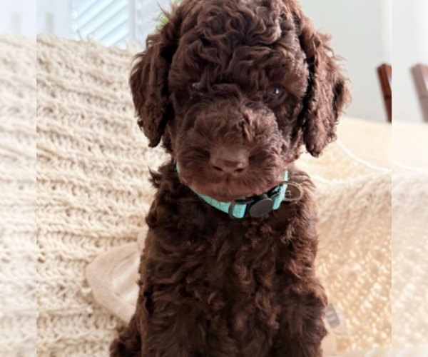 Medium Photo #5 Labradoodle mix (+ Poodle Standard) Puppy For Sale in CHULA VISTA, CA, USA