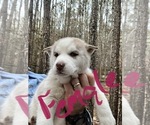 Small Photo #3 Siberian Husky Puppy For Sale in WILLIAMSBURG, VA, USA