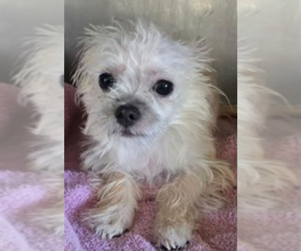 Medium Photo #7 Chihuahua-Unknown Mix Puppy For Sale in Escondido, CA, USA