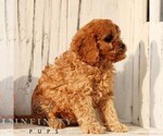 Small #3 Cavapoo (Miniature)