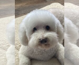 Bichon Frise-Unknown Mix Dogs for adoption in Redding, CA, USA