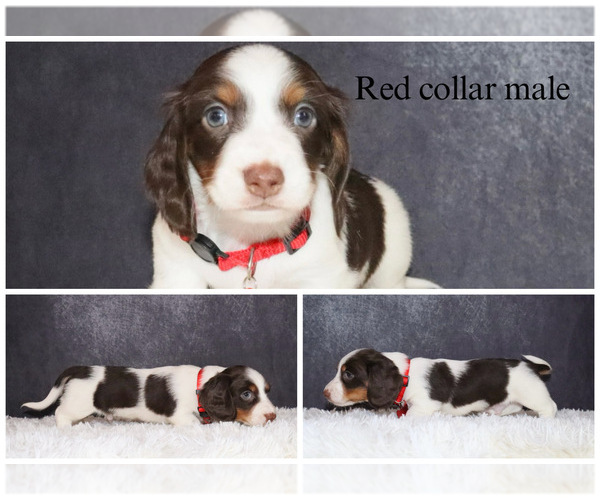 Medium Photo #1 Dachshund Puppy For Sale in INDEPENDENCE, IA, USA