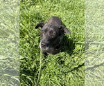 Small #2 Labrador Retriever