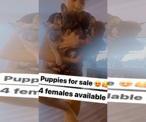 French Bulldog Puppy for sale in BAKERSFIELD, CA, USA