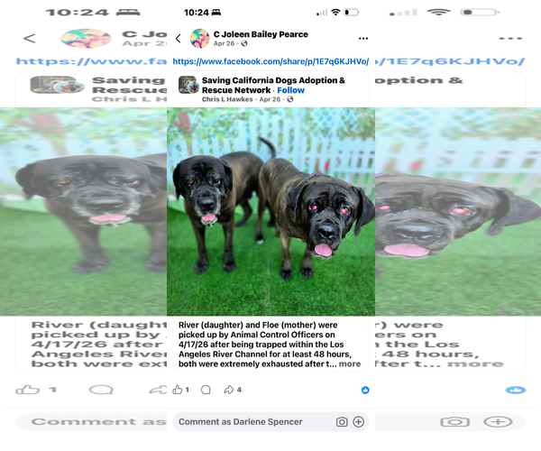 Medium Photo #2 Mastiff Puppy For Sale in Goodyear, AZ, USA