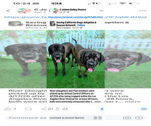 Flora - REDUCED ADOPTION DONATION - Female Mastiff Dog for Adoption - Photo #2