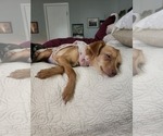 Small #1 Chihuahua Mix