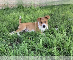 Australian Cattle Dog-Mountain Cur Mix Puppy for sale in HILLSBORO, WI, USA