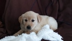 Small Photo #3 Golden Retriever Puppy For Sale in CANTRIL, IA, USA