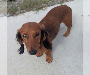 Dachshund Dogs for adoption in Shelbyville, TN, USA