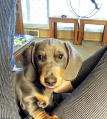Dachshund Puppy for sale in GREELEY, CO, USA