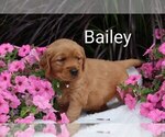 Small #4 Golden Retriever