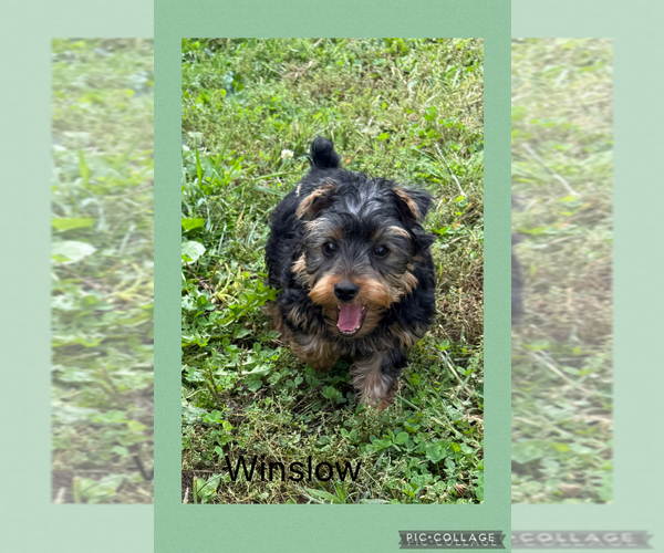 Medium Photo #3 Yorkshire Terrier Puppy For Sale in BENNINGTON, IN, USA