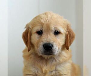Golden Retriever Puppy for sale in NEWPORT, PA, USA