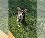 Small Pembroke Welsh Corgi