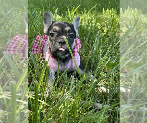 Medium Photo #1 French Bulldog Puppy For Sale in SPRINGFIELD, MO, USA