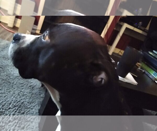 Medium Photo #2 American Pit Bull Terrier-Unknown Mix Puppy For Sale in  Ramona, CA, USA