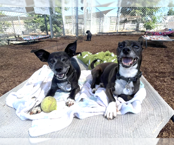 Medium Photo #5 Chihuahua-Unknown Mix Puppy For Sale in  Ramona, CA, USA