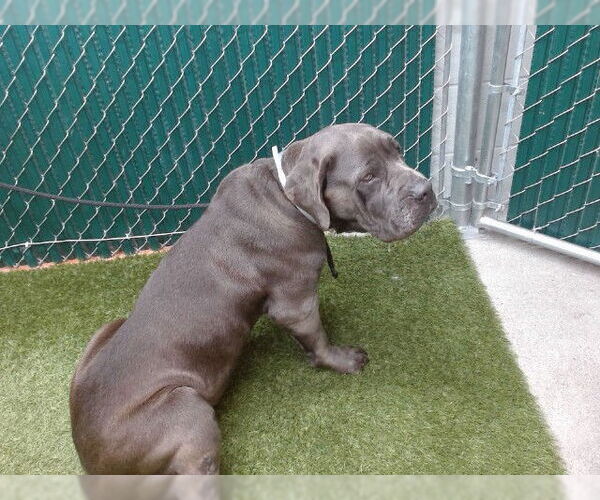 Medium Photo #1 Mutt Puppy For Sale in Downey, CA, USA