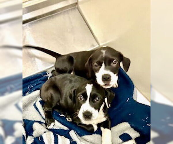 Medium Photo #2 Mutt Puppy For Sale in Pampa, TX, USA